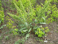 Rumex crispus