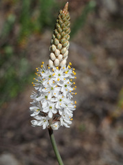Bulbinella trinervis
