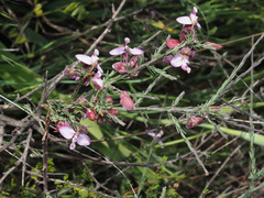 Polygala microlopha microlopha