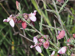 Polygala microlopha microlopha
