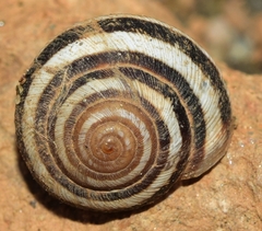 Xerosecta reboudiana