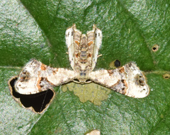 Leucoplema dohertyi