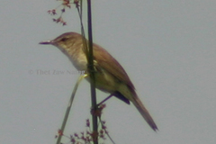 Acrocephalus stentoreus