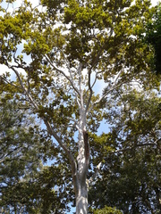 Platanus mexicana