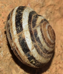 Xerosecta reboudiana