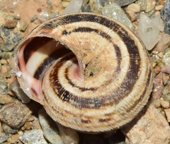 Xerosecta reboudiana