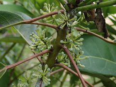 Daphniphyllum calycinum