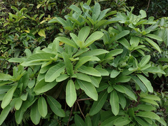 Daphniphyllum calycinum