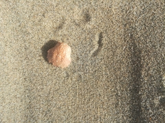 Portumnus latipes