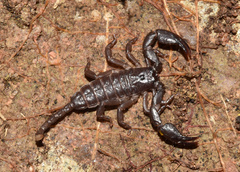 Opisthacanthus validus