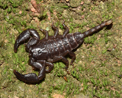 Opisthacanthus validus