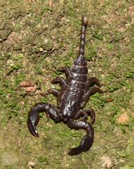 Opisthacanthus validus