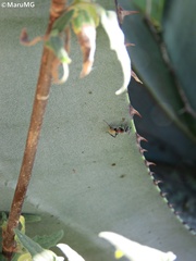 Camponotus pellarius