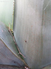 Camponotus pellarius