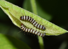 Amphicallia bellatrix