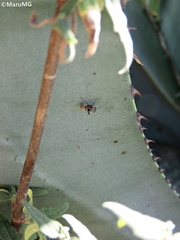 Camponotus pellarius