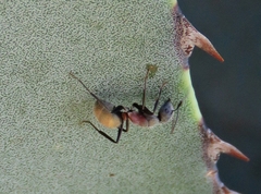 Camponotus pellarius