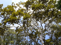 Platanus mexicana