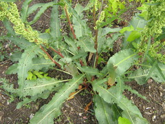 Rumex crispus