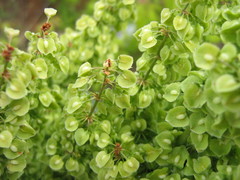 Rumex crispus
