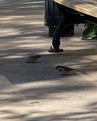 Passer domesticus