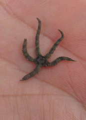 Ophiothrix spiculata