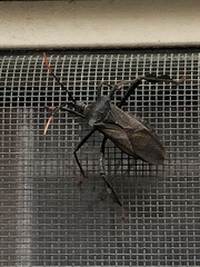 Acanthocephala thomasi