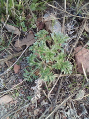Artemisia absinthium