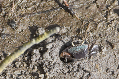 Minuca longisignalis