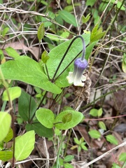 Clematis ochroleuca