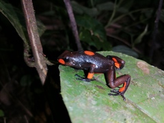 Oophaga histrionica