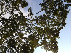 Platanus mexicana