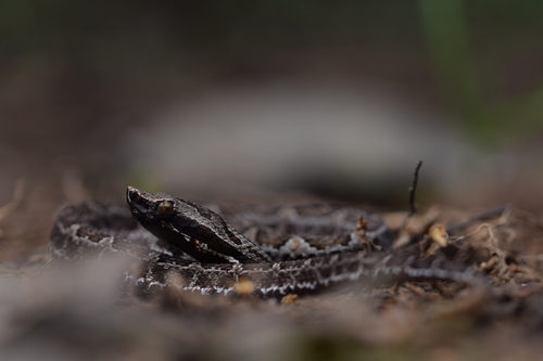 Bothrocophias lojanus image