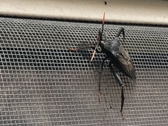 Acanthocephala thomasi