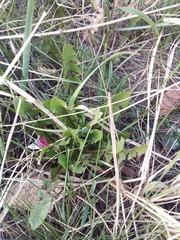 Taraxacum officinale