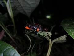 Oophaga histrionica