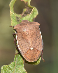 Basicryptus costalis