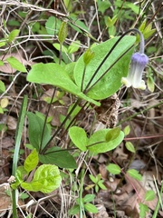 Clematis ochroleuca
