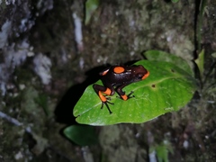 Oophaga histrionica