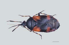 Deraeocoris rutilus