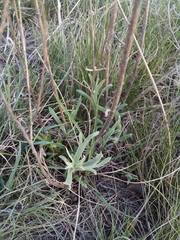 Artemisia dracunculus glauca