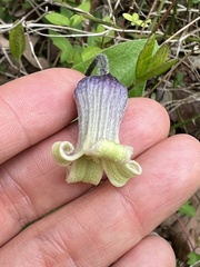 Clematis ochroleuca