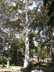 Platanus mexicana