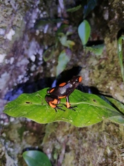 Oophaga histrionica