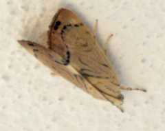 Dichogama redtenbacheri