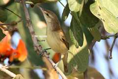 Acrocephalus orientalis