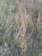 Artemisia dracunculus glauca