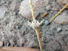 Misumenoides formosipes