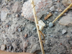 Misumenoides formosipes