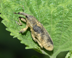 Gasteroclisus